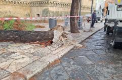 Smottamenti dell'asfalto, allagamenti, alberi sradicati: si contano i danni del maltempo a Bari FOTO/VIDEO
