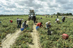 Premio Pomodorino d'oro, consegnato a due produttori foggiani il riconoscimento dalla «Mutti»