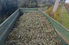 Cassano delle Murge, sorpresi a rubare 2mila chili e mezzo di olive raccolte: sette denunce