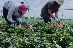 Le braccia «invisibili» nel mondo dei campi: le donne guadagnano 1.800 euro l’anno in meno degli uomini