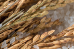 Intolleranze alimentari: miti, scienza e moda