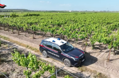 Barletta, rubano 15 quintali di uva in tre giorni: ai domiciliari tre uomini