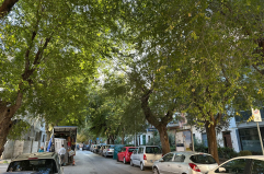 Barletta, via Vitrani torna a tingersi di verde: al via la piantumazione di 20 gelsi