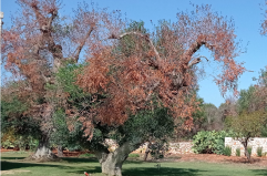 «Xylella, fiumi di soldi per reimpianti mai fatti». Agea: 18,8 milioni ma nessun albero