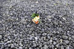 Quanta bellezza nasce dalla natura