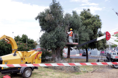 Il caso fondi Xylella finisce in Senato: dopo la denuncia Agea, l'interrogazione di Melchiorre (FdI)