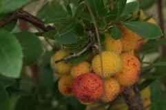 GAZZETTA TV Ecco il giardino segreto di Bari che sta salvando frutti antichi e piante a rischio estinzione