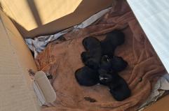 Abbandonati in un cartone a Foggia: mamma cane e cuccioli salvati dal Rifugio ENPA