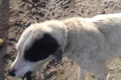 San Severo, cane trovato con un gancio conficcato in bocca: salvata dai volontari Enpa