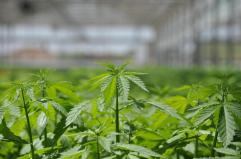 Canapa industriale: il processo penale in corso a Brindisi arriva alla Consulta