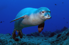 Il ritorno della foca monaca nel Salento: avviate le prime attività scientifiche