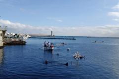 A Bari il primo Albero di Natale Subacqueo: un omaggio al mare di San Nicola e alla memoria di ieri e di oggi
