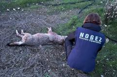 Nel Barese ritrovata una lupa uccisa a colpi di arma da fuoco. La rabbia sui social: «Che sport è uccidere?»