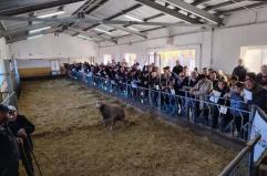 Arieti da record all’asta di Laurenzana: il migliore venduto a 1.300 euro: offerte da tutta Italia per le razze pregiate