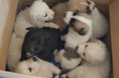 In Puglia è allarme abbandoni di cani e gatti: crescono i numeri del randagismo