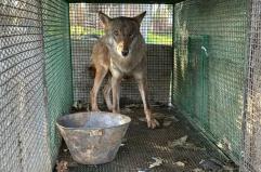 Foggia, nel blitz anti droga trovato anche un lupo selvatico in gabbia: apparteneva a uno dei 24 arrestati, sarà liberato