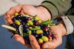 Tra storia, arte e olio, Corato sogna in grande