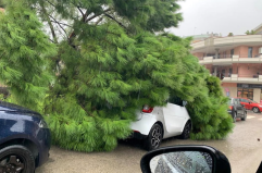 A Barletta bilancio in &laquo;verde&raquo;: 247 alberi malati da abbattere (ma 488 nuove piantumazioni)