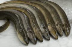 Anguilla o capitone? Per Natale e Capodanno cosa scegliere?