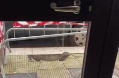 Bari, la buca nel marciapiede &egrave; aperta da una settimana: escono i topi e si riversano in strada