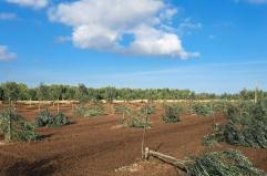 Molfetta, ancora un attacco al presidente Coldiretti: tagliati 200 ulivi dopo i 487 gi&agrave; decimati nelle sue terre