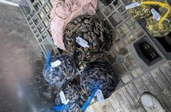 Gallipoli, multiservizi conservava le cozze nell'autocarrozzeria: denunciato il titolare