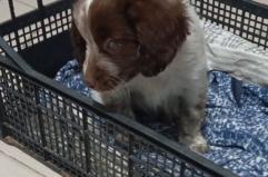 Abbandonata sulla strada: salvata una cucciola di Breton cieca tra Massafra e Palagiano. Albina ora cerca casa