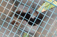 Pat&ugrave;, cuccioli di gatto salvati da una cisterna: provvidenziale intervento dei vigili del fuoco