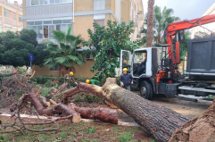 Lecce, l&rsquo;ascia del sindaco sugli alberi a rischio