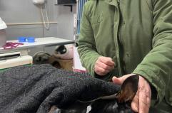 Cagnolina abbandonata in fin di vita con un tumore: salvata dai volontari Enpa di Barletta