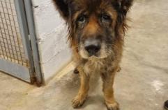 Abbandonato in un recinto pieno di escrementi e fatiscente: pastore tedesco salvato dai volontari del canile di Bari