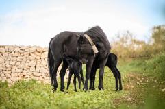 Putignano, il 2026 nascono due gemelli puledri