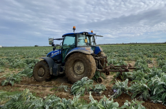 Agricoltura brindisina in crisi carciofi e olio in caduta libera