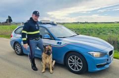 Brindisi, poliziotti salvano un pastore tedesco sulla statale 379