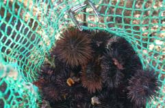 Scoperto a pescare ricci di mare in un'area protetta: multa da 2mila euro e denuncia per un 35enne di Gallipoli