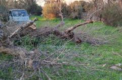 Tragedia nelle campagne di Ugento: uomo muore schiacciato da un albero durante dei lavori, aveva 53 anni
