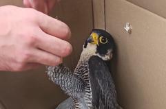 Gagliano del Capo, salvato un falco pellegrino ferito a colpi di arma da caccia