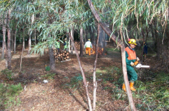 Cantieri forestali in Basilicata, sono 2.125 gli addetti in attesa di lavoro
