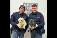 Ss 231, vagavano impauriti tra le auto in corsa: agenti della Volante di Canosa salvano due cuccioli