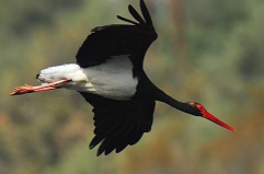 Cicogna nera, il Parco della Murgia sostiene il progetto di monitoraggio satellitare