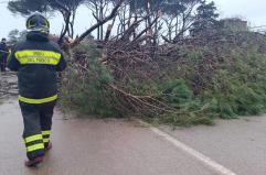 Vento forte anche in Salento: grosso albero cade sulla Presicce-Lido Marini, strada chiusa per giorni
