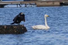 Nicola Nitti, l&rsquo;&laquo;amico dei serpenti&raquo; di Castellana scopre a Mola un rarissimo cigno