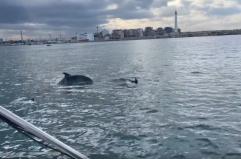 Spettacolo nel porto di Bari: branco di delfini osservato a caccia tra le banchine VIDEO