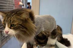 Spara con una pistola a piombini contro un gatto a Ostuni: il piccolo Dyson lotta tra la vita e la morte