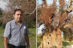 Xylella, l'inchiesta archiviata a Bari: spunta l'ombra di un complotto per incastrare gli scienziati