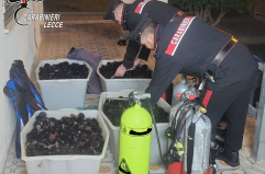 Porto Cesareo, sequestrati e rigettati in mare 4mila ricci di mare