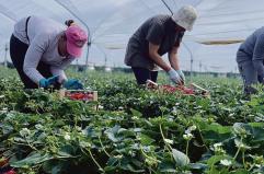 Crisi in Medio Oriente, il costo dell&rsquo;energia preoccupa gli agricoltori lucani