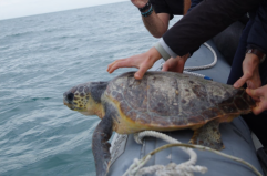 Trani, liberata in mare la millesima tartaruga salvata: un record che sa di responsabilit&agrave; e amore per l'ambiente