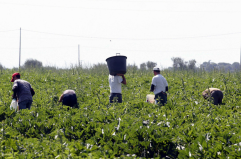 Matera, tutte le misure contro il caporalato nell'audizione in commissione Giustizia