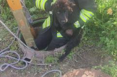 Cane cade in un pozzo a Trinitapoli, salvato dai Vigili del Fuoco